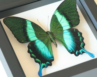 Peacock Swallowtail Framed Butterfly Art Display Papilio blumei 6x6