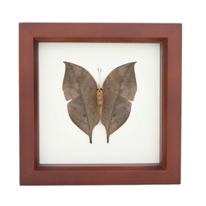Framed Butterfly Decor Dead Leaf Mimic Butterfly image 1