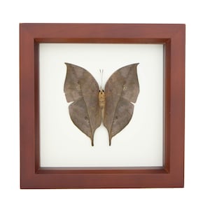 May include: A preserved Kallima inachus butterfly, also known as an orange oakleaf, displayed inside a square wooden frame. The butterfly has brown, leaf-like wings with subtle veining and a light-colored body, set against a plain white background.