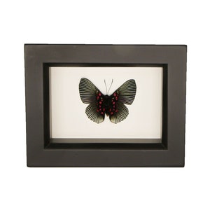 Real Framed Butterflies Apollo Metalmark Shadowbox Frame 3.5x4.5
