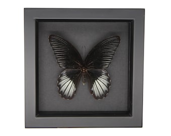 Mounted Butterfly Black Background Scarlet Mormon