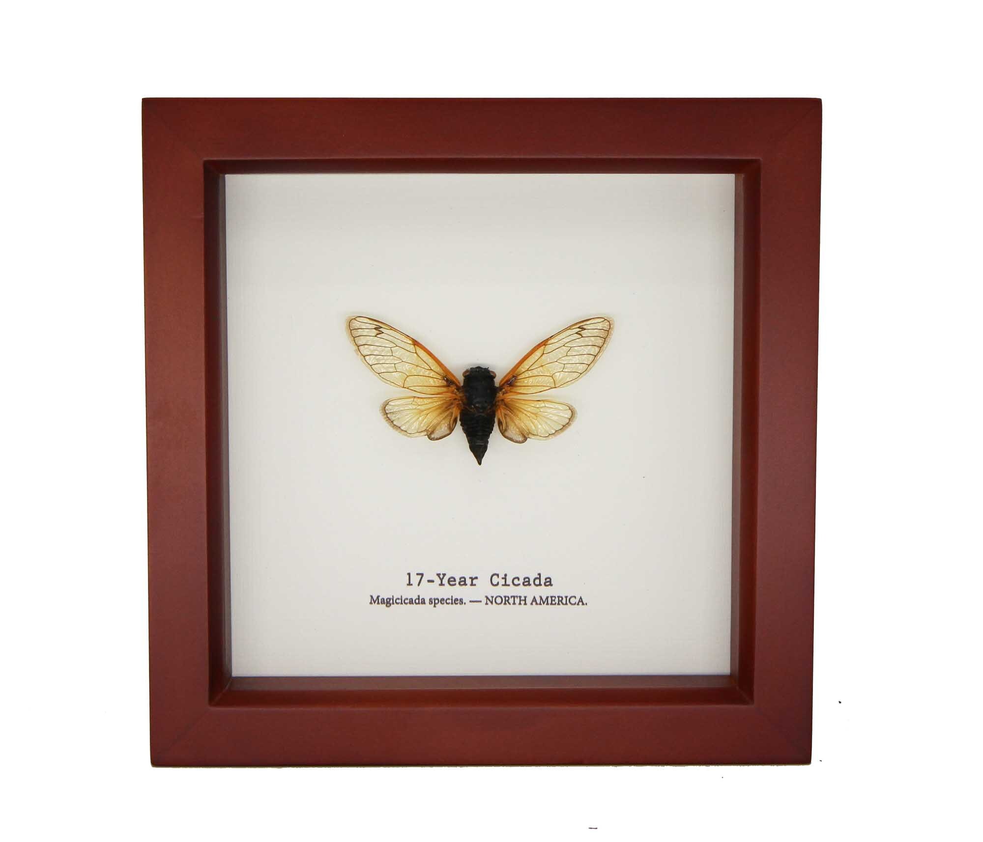 Real Framed 17 year Periodical Cicada Taxidermy 6x6 - Etsy 日本