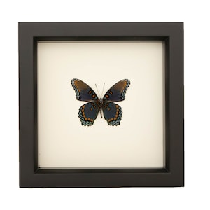 May include: A square black shadow box frame containing a preserved butterfly specimen. The butterfly features dark blue and black wings with vibrant orange spots and light blue scalloped edges, centered against a plain off-white background.
