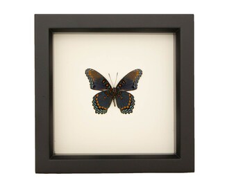 Mariposa púrpura con manchas rojas reales, cristal con protección UV Limenitis arthemis astyanax 6x6
