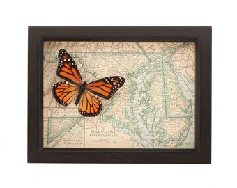 Mapa antiguo de Maryland enmarcado con exhibición de mariposas nativas reales y cristal con protección UV.