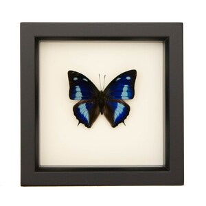 Framed Mottled Leafwing Polygrapha cyanea 6x6 inch shadowbox