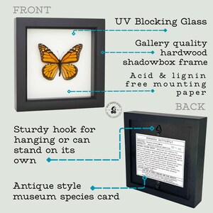Framed Morpho Butterfly Decor Display 6x6 UV blocking Glass image 4