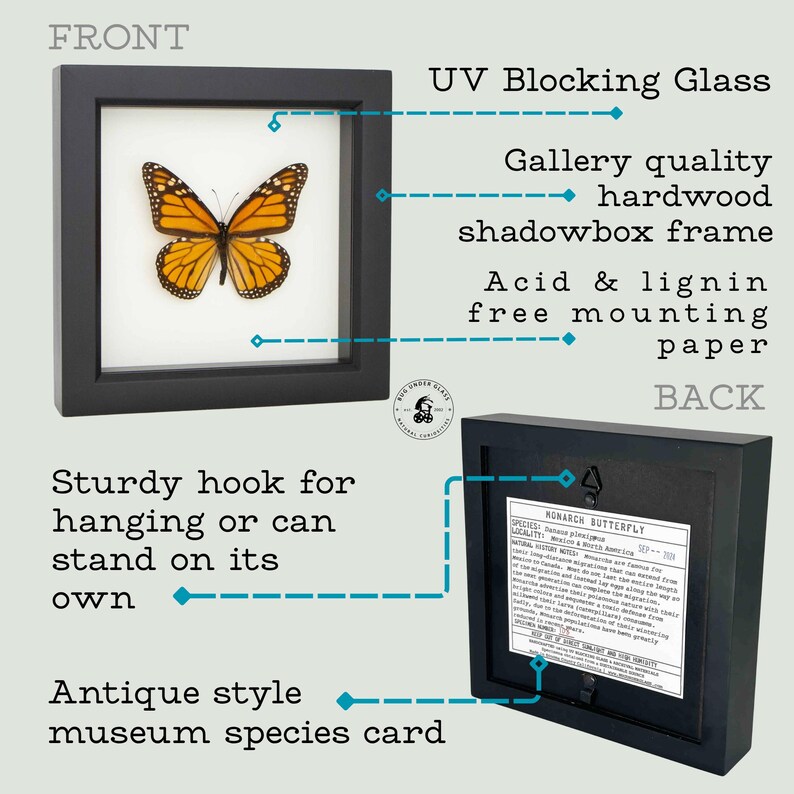Framed Morpho Butterfly Decor Display 6x6 UV blocking Glass image 4