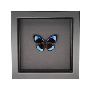 Real Butterfly Art Midnight Blue Butterfly Black Background 6x6