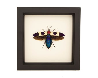 Red Speckled Jewel Beetle Natural History Insect Display 6x6