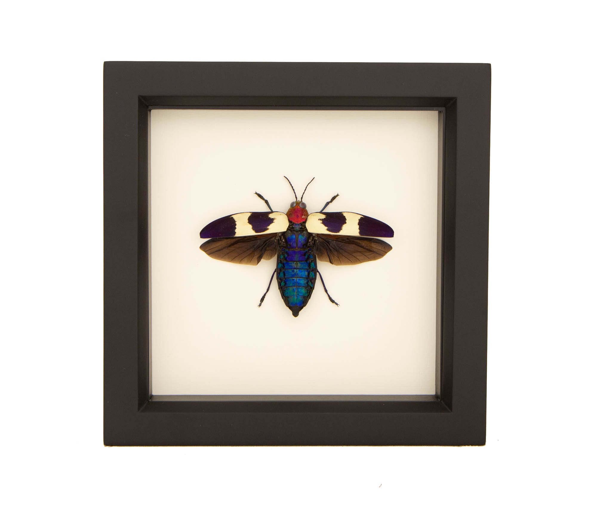 Red Speckled Jewel Beetle Natural History Insect Display 6x6