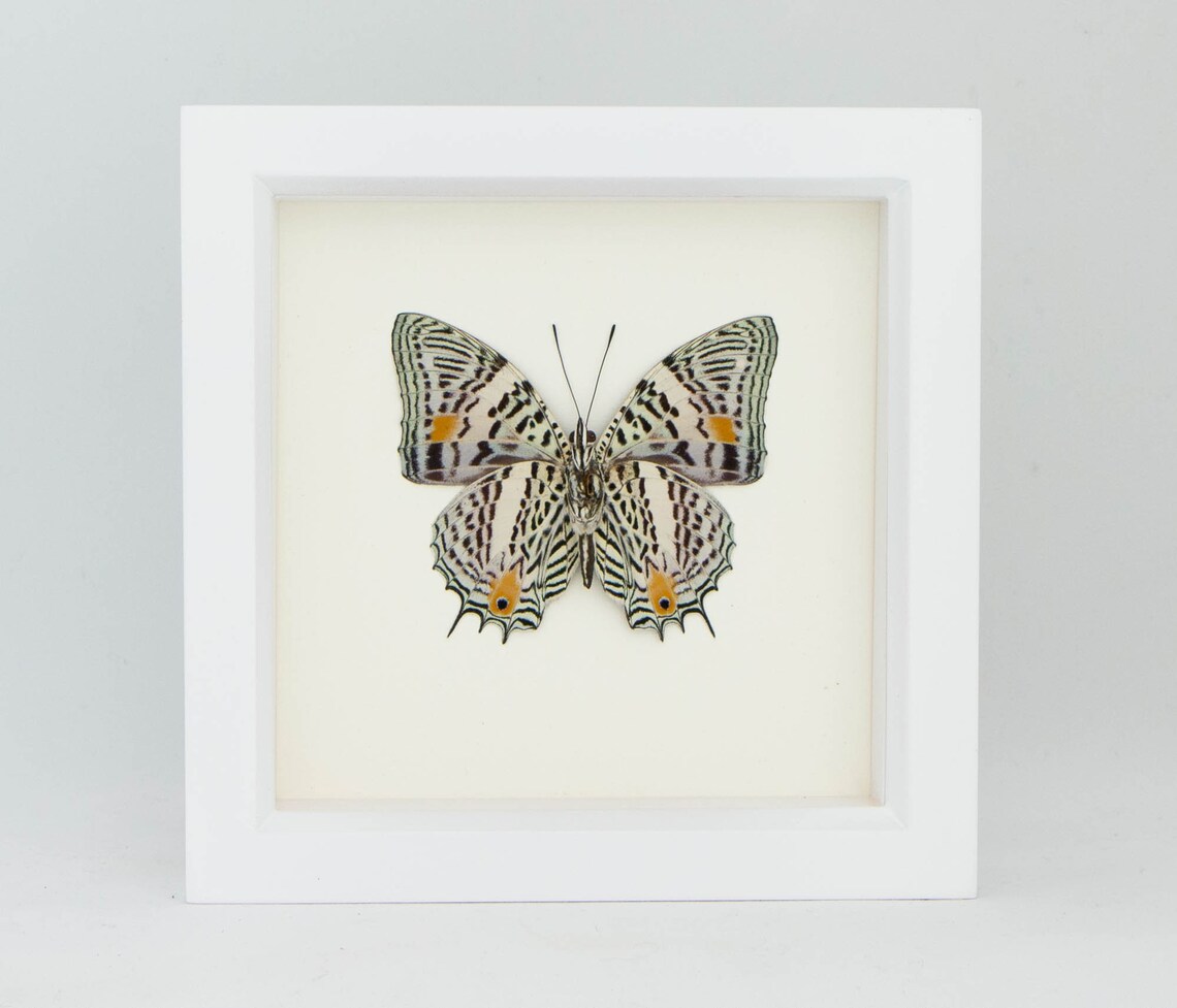 Butterfly Display Case Real Insect Taxidermy Art Baeotus Etsy