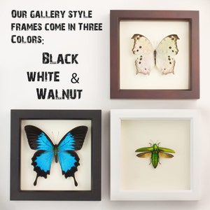 Cabinet of Curiosity Framed Skeleton Butterly Taxidermy image 4