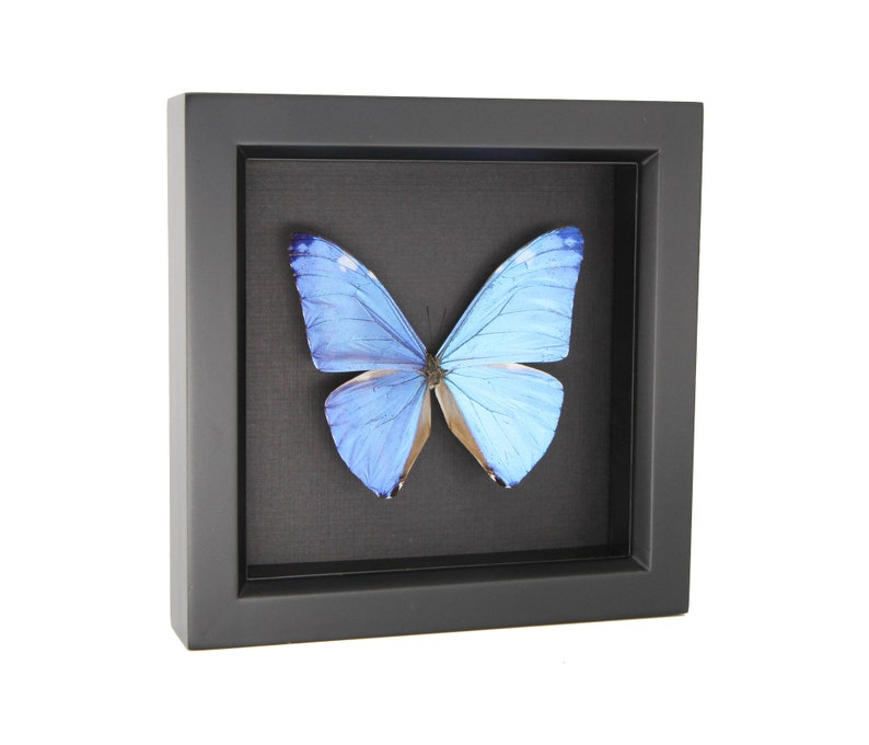 Real Blue Morpho Adonis Framed Butterfly Black Background Display image 2