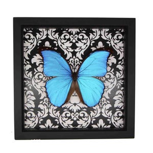May include: A square black shadow box frame containing a single bright blue Morpho butterfly specimen centered against a high-contrast black and white damask patterned background. The butterfly wings are fully spread, displaying vibrant blue tones.