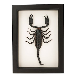 Framed Scorpion Insect Display UV blocking Glass 6x8