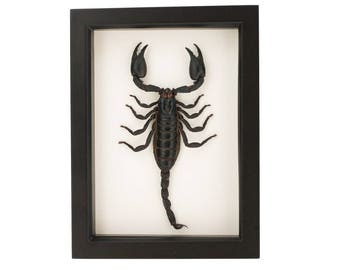 Framed Scorpion Insect Display UV blocking Glass 6x8