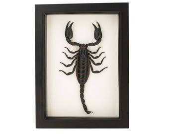 Framed Scorpion Insect Display UV blocking Glass