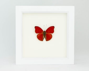 Real Red Sangria Butterfly Shadowbox Art