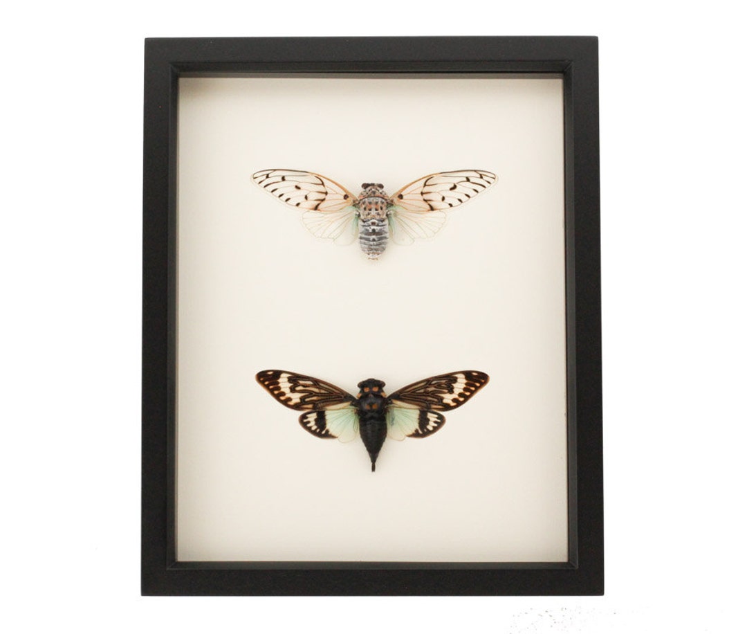 The Splendid Ghost Framed Cicada Collection Set 9x11 - Etsy