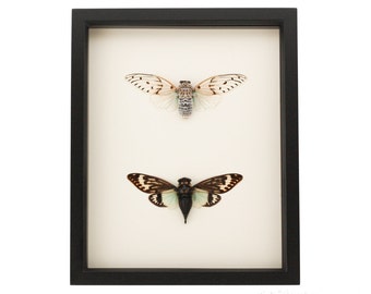 May include: A black rectangular shadow box frame containing two preserved cicadas mounted on a cream-colored background. The top cicada has translucent wings with black markings, while the bottom cicada features dark brown wings with white patterns and a black body.