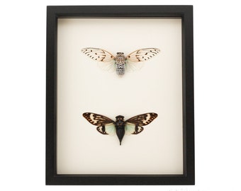 The Splendid Ghost Framed Cicada Collection Set 9x11