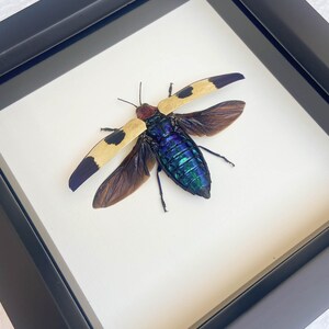 Real Framed Jewel Beetle Taxidermy 6x6 image 5