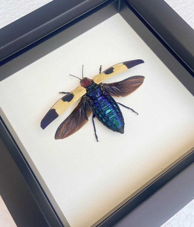 Real Framed Jewel Beetle Taxidermy 6x6 image 5