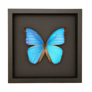 Giant Blue Morpho Black Background Butterfly Art 9x9 inches