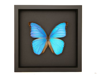 Rare Metallic Blue Morpho Butterfly Framed Taxidermy - Morpho