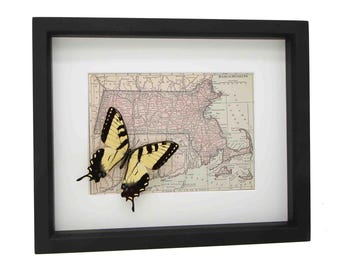 Framed Vintage Map of Massachusetts with Real Preserved Tiger Swallowtail