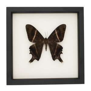 Framed Tropical Swallowtail Moth Display