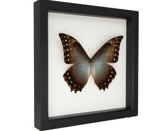 Caja de sombra con protección UV de Morpho Telemachus raro, 9x9, enmarcada, E102