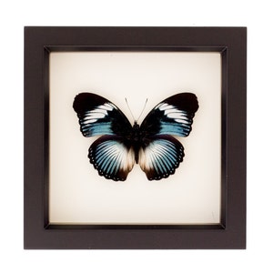 Blue Diadem Framed Butterfly Display 6x6