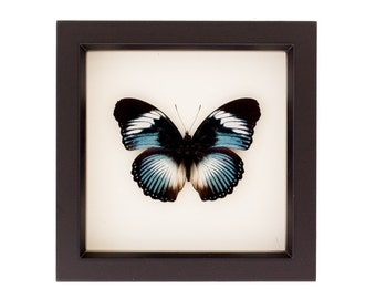 Blue Diadem Framed Butterfly Display 6x6