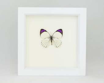 Insect Taxidermy Purple Tip Butterfly Colotis ione