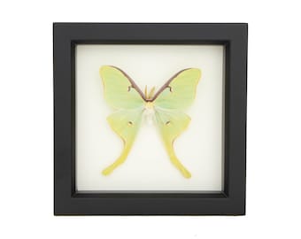 Real Framed Luna Moth Natural History Display 6x6