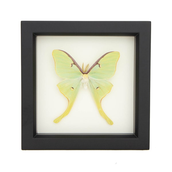 Real Framed Luna Moth Natural History Display 6x6