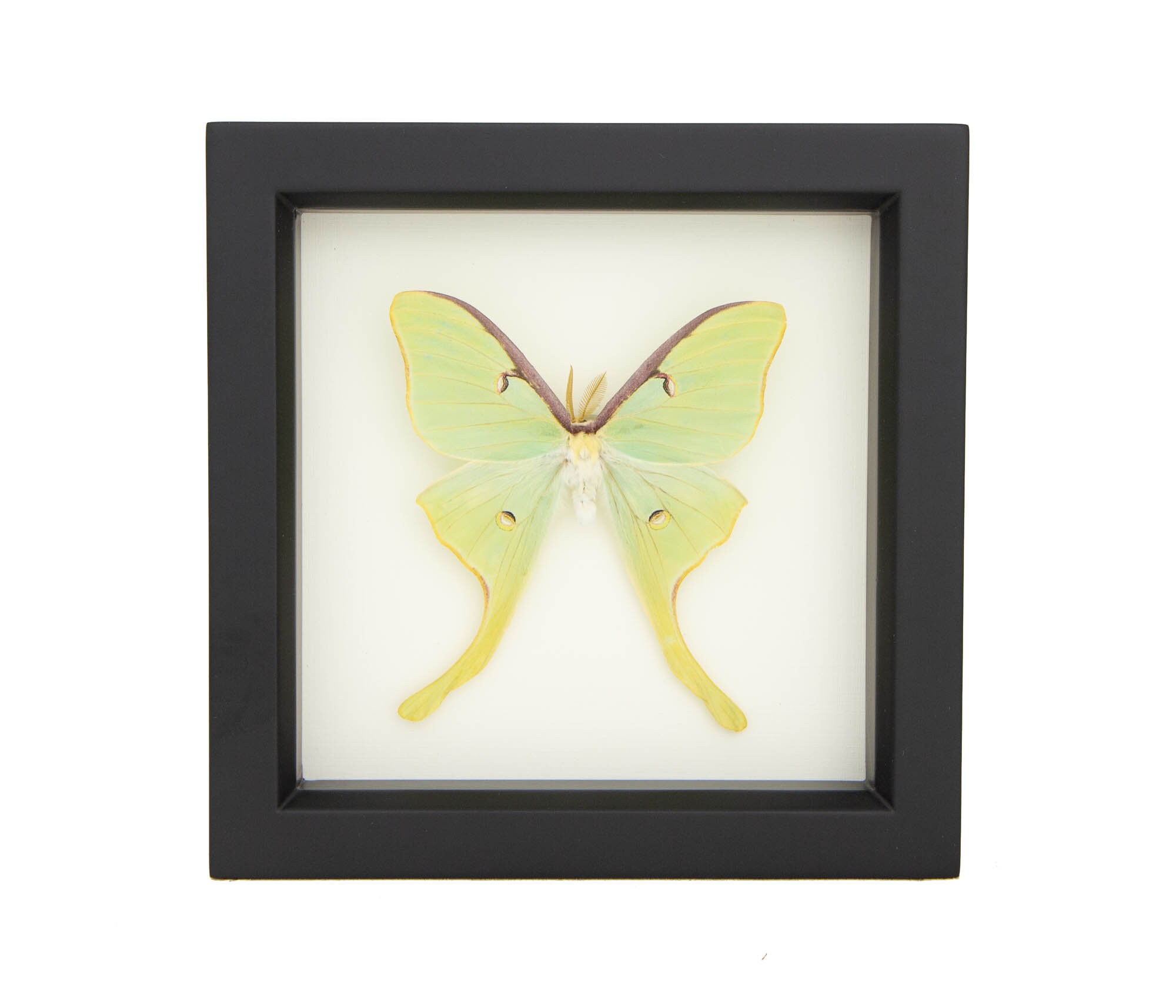 Real Framed Luna Moth Natural History Display F1177