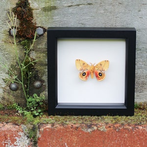 Preserved Yellow Moth False Eyes Real Insect 6x6