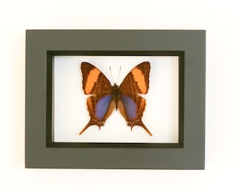 Real Framed Butterfly Display - Marpesia Daggerwing Butterfly - Free Shipping 4.5x3.5