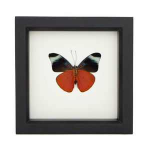 Real Framed Butterfly Display Panacea prola species 6x6