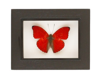 Red Sangria Butterfly Real Insect Display 3.5x4.5