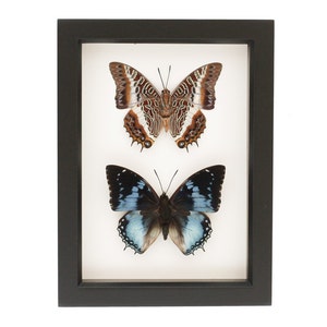 Framed Butterflies Collection African Insect Display