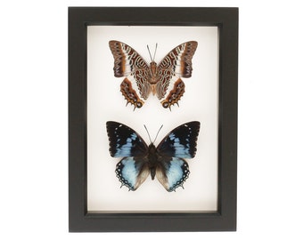 Framed Butterflies Collection African Insect Display