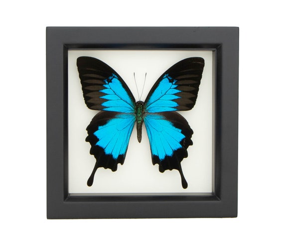 蝶の標本 額装 Papilio ulysses Morpho Real Framed Butterfly Papilio Ulysses Blue Insect Taxidermy