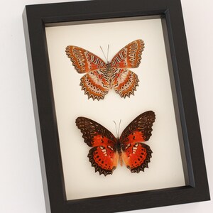 May include: A framed display of two butterflies, one with orange and white wings and the other with orange and black wings.