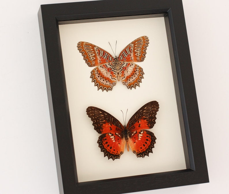 May include: A framed display of two butterflies, one with orange and white wings and the other with orange and black wings.