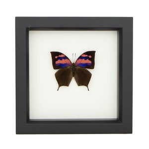 May include: A framed butterfly specimen. The butterfly has dark brown wings with vibrant pink and blue markings. The frame is square and black, set against a white background.