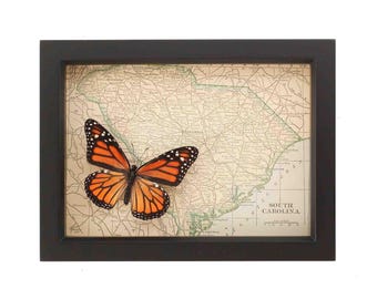 Mapa antiguo enmarcado de Carolina del Sur con cristal protector UV que bloquea las mariposas autóctonas.